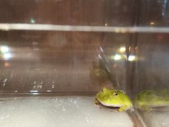 -酷以爬仙阁实体爬宠店·守宫·蜥蜴·专业繁育