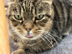 -喵园·猫主题咖啡厅·撸猫·猫咖(国贸店)