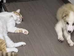 -嘉馨宠物医院·CT影像转诊·心脏科·犬猫全科诊疗中心(下沙大学城院区)