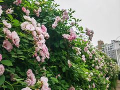 -无锡师范学校附属小学(学前街校区)