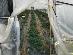 -小鱼草莓采摘园农家乐·小鱼餐厅