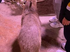 -正佳雨林生态植物园