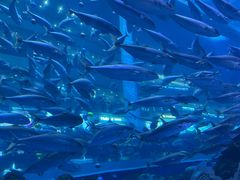 -成都浩海立方海洋公园