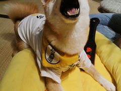 -逗柴咖啡屋·狗咖猫咖宠物桌游