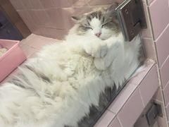 -FAELING PETS美天灵宠物(富力广场店)