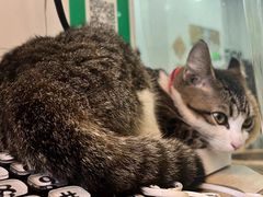 -福合埕牛口福·牛肉火锅·牛肉丸