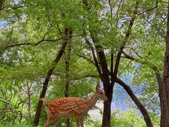 -承德避暑山庄景区