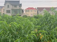 -南汇老顾农家乐采摘大团水蜜桃采摘店