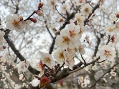 -香雪海
