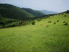 -大姆山草场