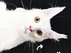 -十年猫舍·猫咪专门店(普陀店)
