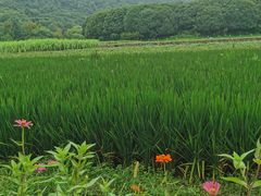 -八卦田遗址公园