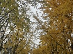 -三里屯东五街银杏大道