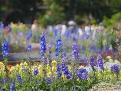 -深圳市中科院仙湖植物园