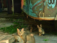 -美丽南方·老木棉匠园·团建烧烤·烤全羊