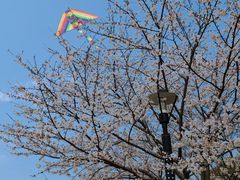 -高东镇樱花园