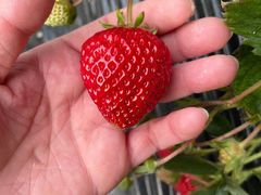 -田趣农庄草莓采摘园