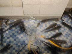 -老板恋上鱼(印象城店)