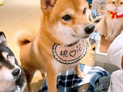 -逗柴咖啡屋·狗咖猫咖宠物桌游