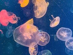 -烟台海昌鲸鲨海洋公园