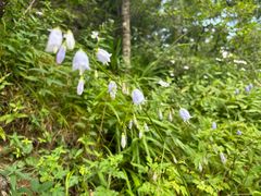 -牛背梁国家森林公园