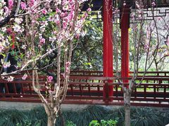 -南汇桃花村