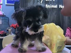 -严国平动物医院(德政总院)