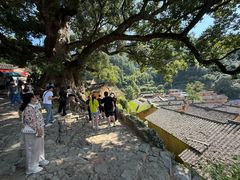 -杨家堂村