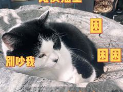 -喵屿·大理花园猫咖