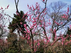 -梅花山(明孝陵内)