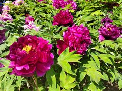 -莲花池公园
