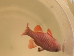 -小猫钓鱼海钓俱乐部(椰梦长廊店)