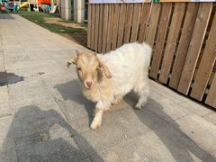 -廊坊固安福朋喜来登酒店