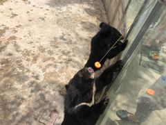 -西安秦岭野生动物园