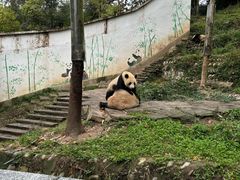 -中国大熊猫保护研究中心雅安碧峰峡基地