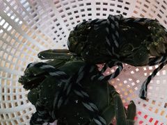 大闸蟹-黄寺蒸汽海鲜(黄寺大街店)