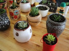 植物肉肉-eleven青年旅舍(成都春熙路店)