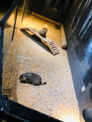 -酷嗒动物文化乐园(cutezoo西溪乐天城店)