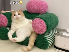 -萌兽医馆·犬猫专科·眼科中心·宠物医院(朝阳门分院)