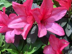 -铁山坪森林公园