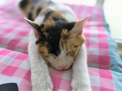 -达爱动物医院·犬猫分区·CT·复杂眼科(远洋山水分院)