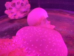 -悉尼海洋生物水族馆