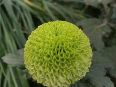 -杭州植物园