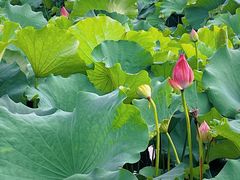 -荷塘月色湿地公园·向阳花洲