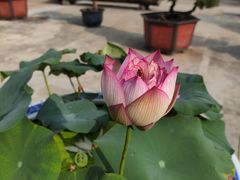 -龙华寺