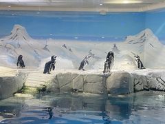 -上海海洋水族馆