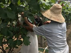 -马陆小张葡萄园农家乐