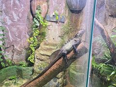 -上海大自然野生昆虫馆(东方明珠·爬宠昆虫探索中心)