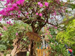 -呀路古热带植物园