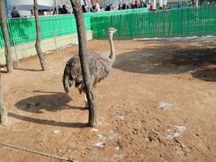 -西霞口神雕山野生动物世界